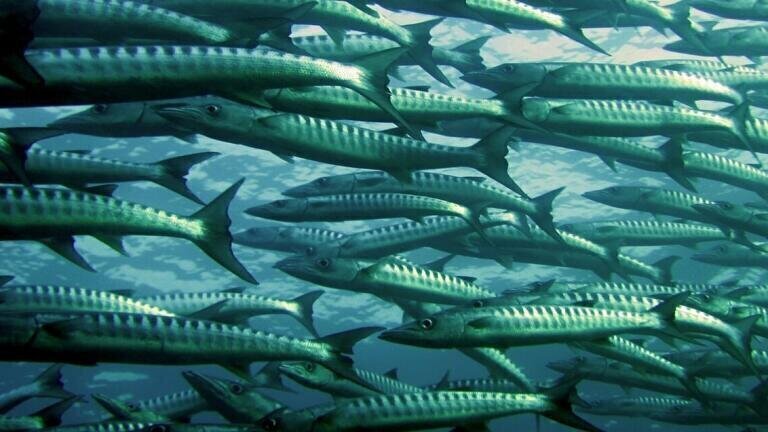Is Mercury in Fish Bad for You?